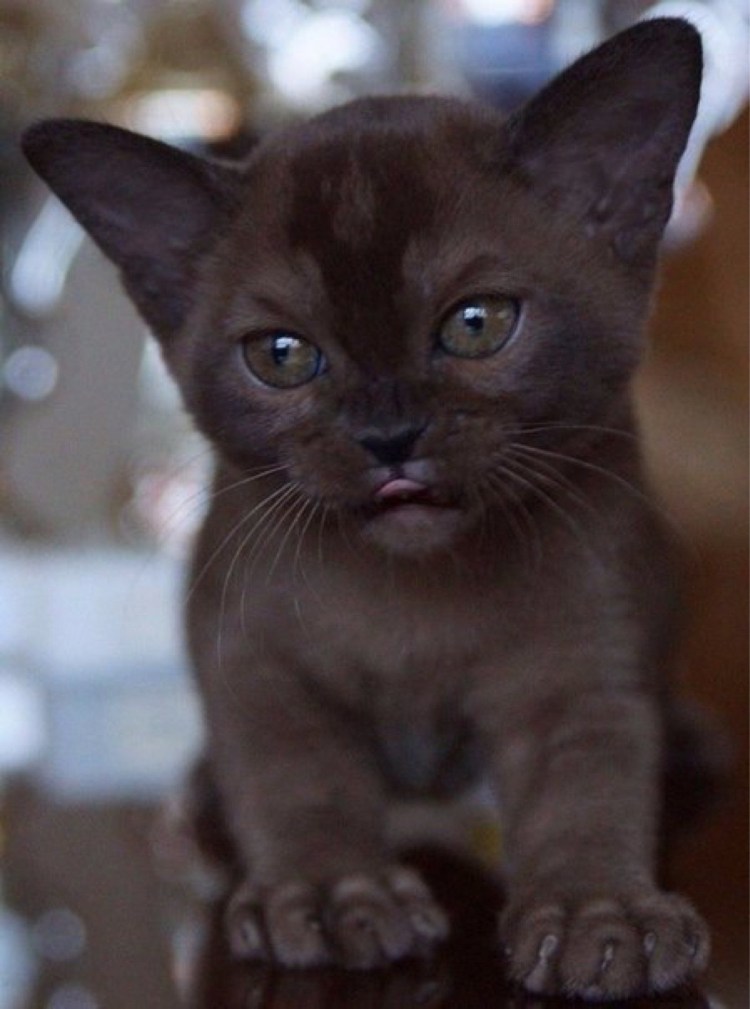 Коричневый кот с желтыми глазами