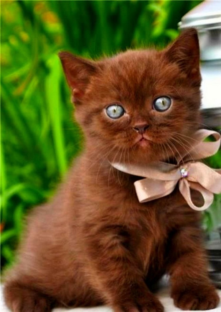 Бурманская кошка с голубыми глазами