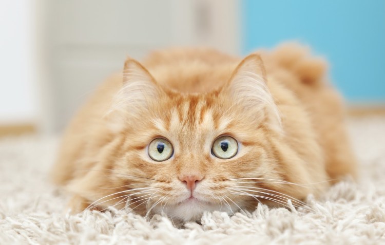 Милый рыжий кот