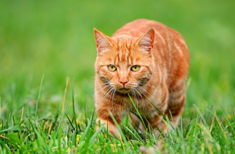 Ginger tabby Cat порода