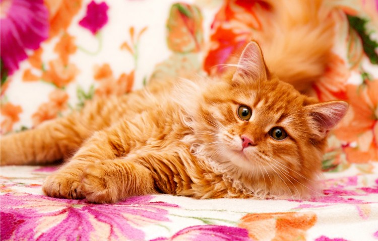 Котенок Рыжик