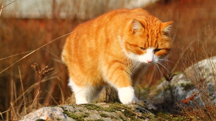 Рыжий котик