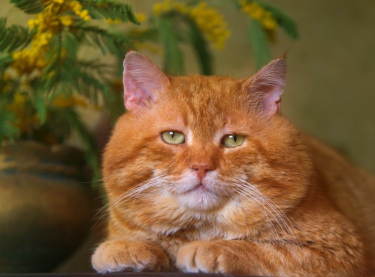 Бразильская короткошерстная кошка рыжая