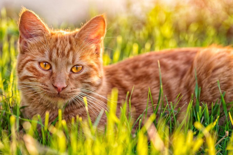 Рыжая кошка
