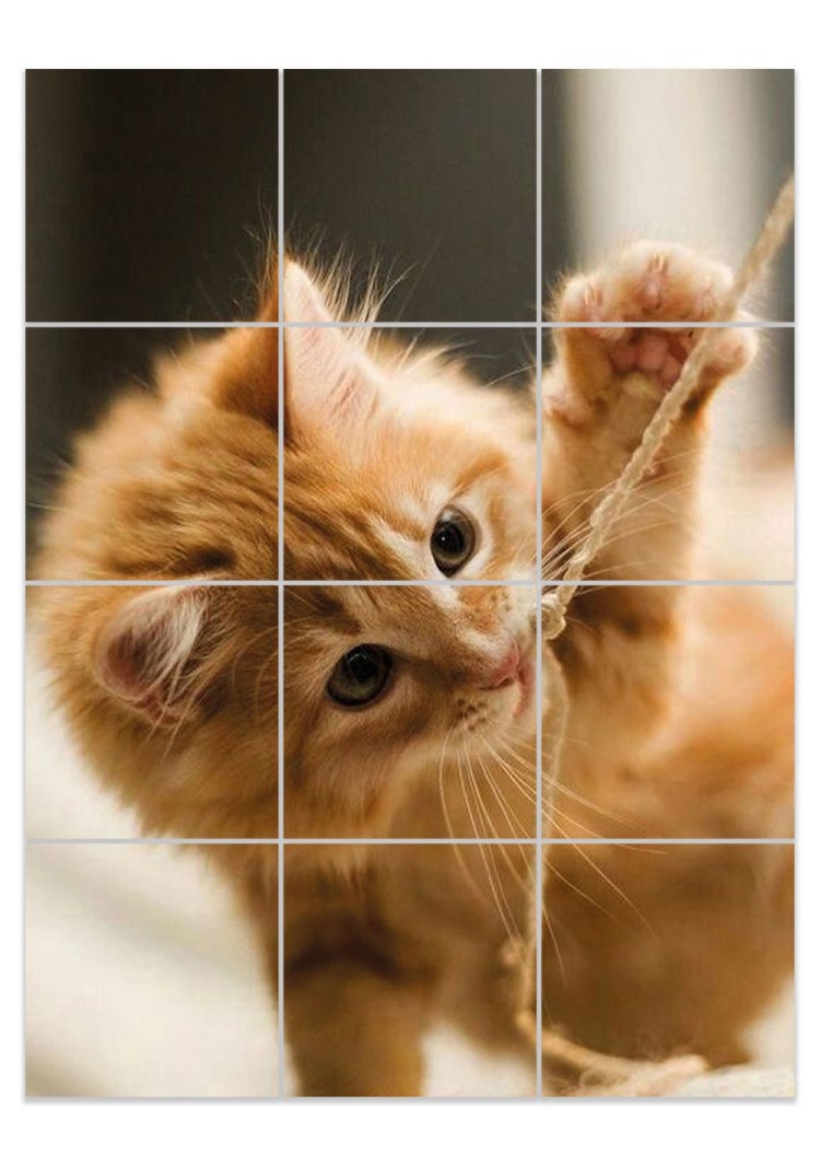 Красивые рыжие котики