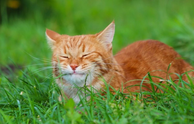 Рыжая кошка