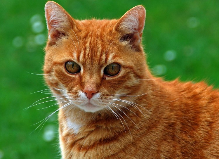 Рыжий котик