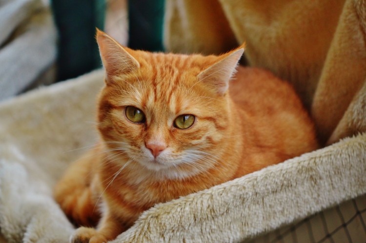 Макрелевый табби рыжий