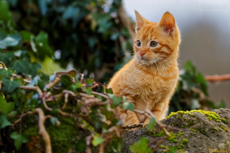 Рыжая кошечка