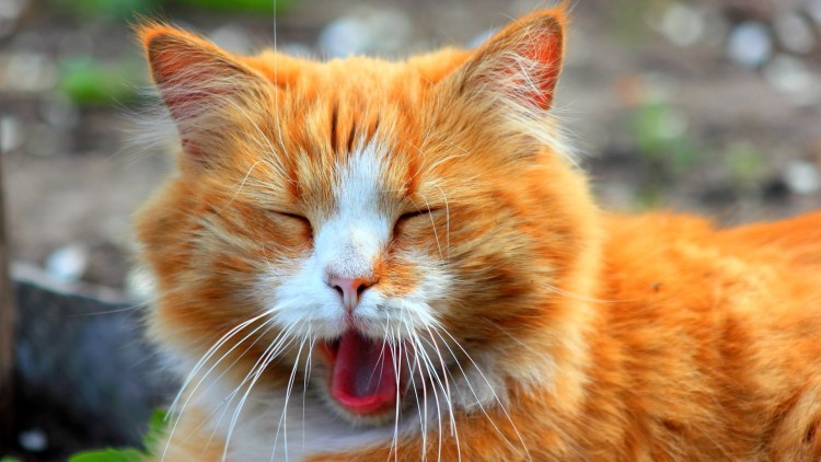 Европейская короткошерстная табби рыжий