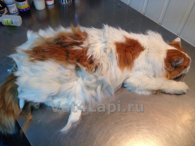 Выстричь колтуны у кошки