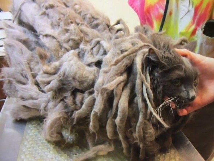 Колтуны у длинношерстной кошки