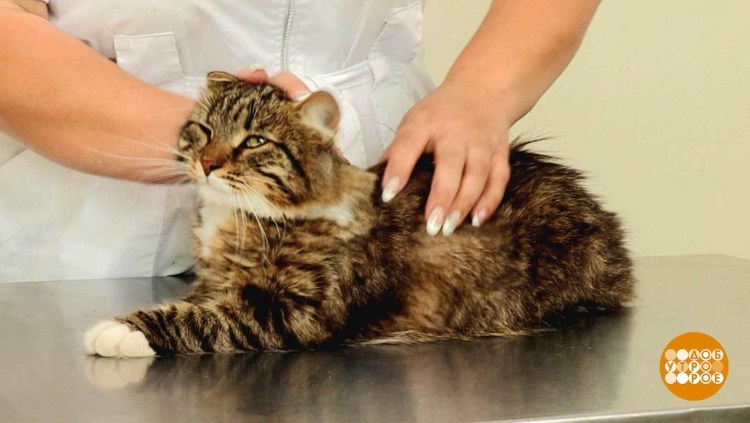 Вычесывание колтунов