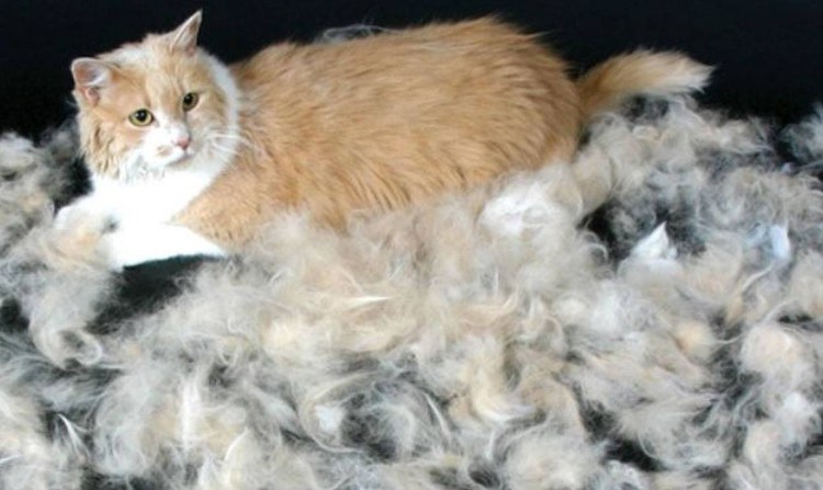 Шерсть кошки