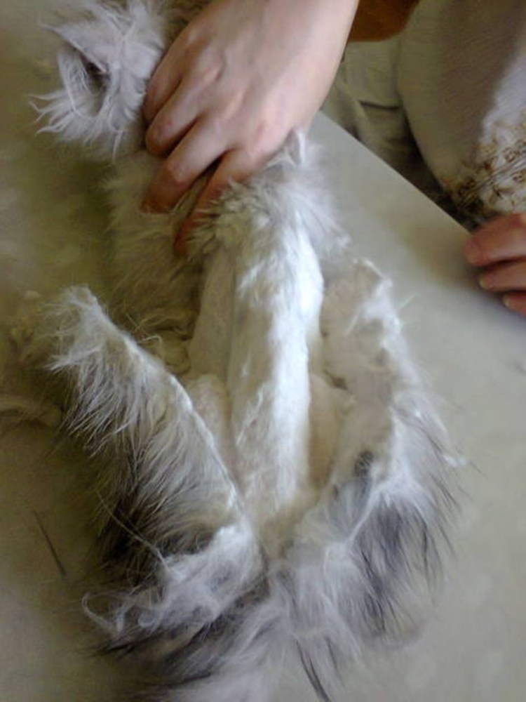 Персидский кот колтуны