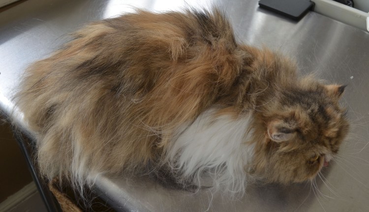 Свалявшаяся шерсть у кошки