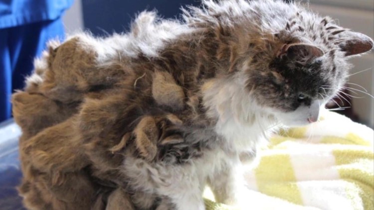 Вычесывание колтунов у кошек