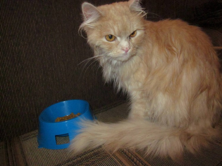 Вычесывание колтунов у кошек