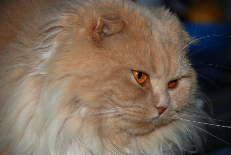 У британской кошки свалялась шерсть что делать