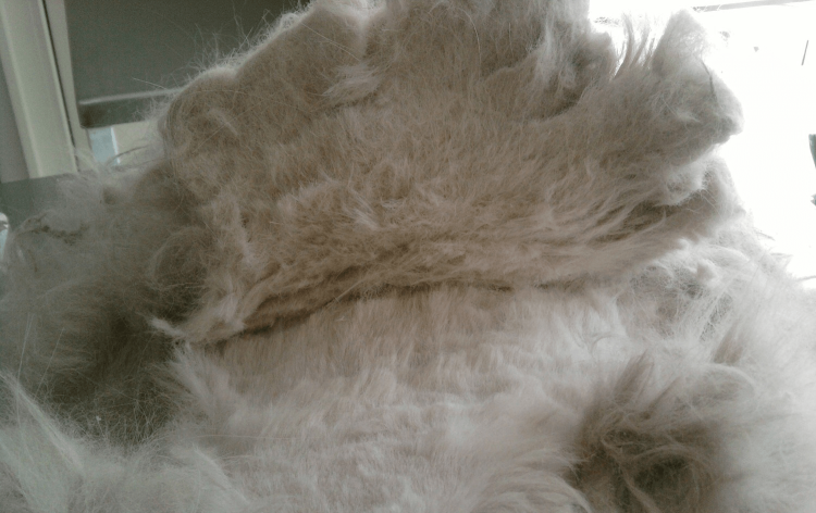 Когда линяют кошки