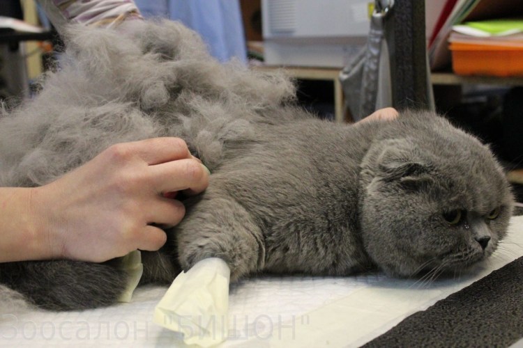 Груминг кошек вычесывание