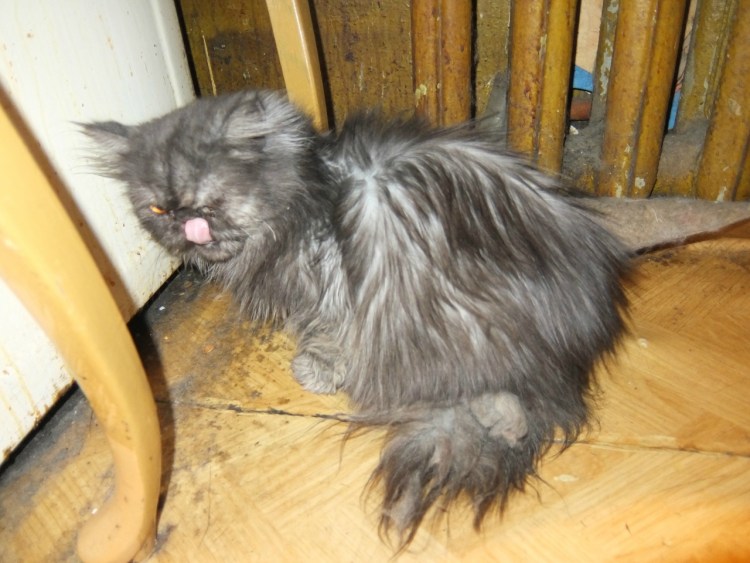 Персидский кот колтуны