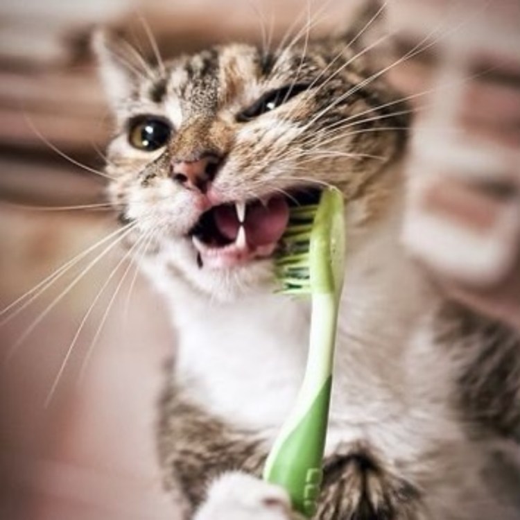 Собака умывается