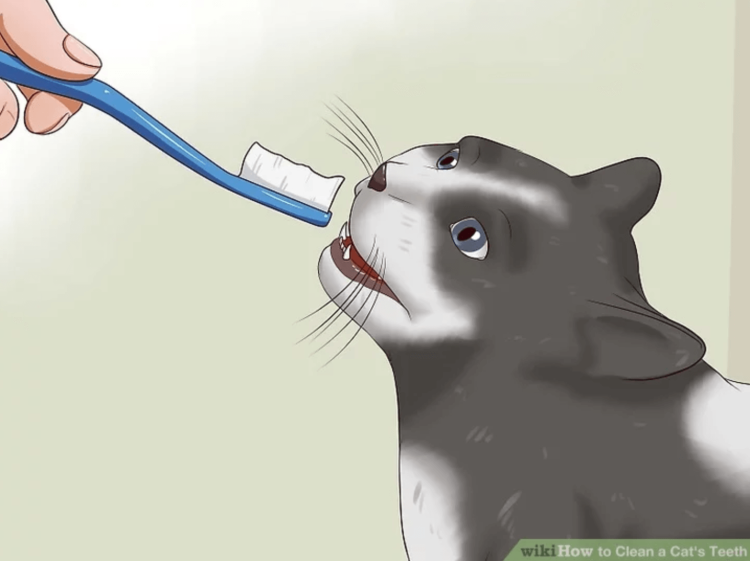 Злой сиамский кот