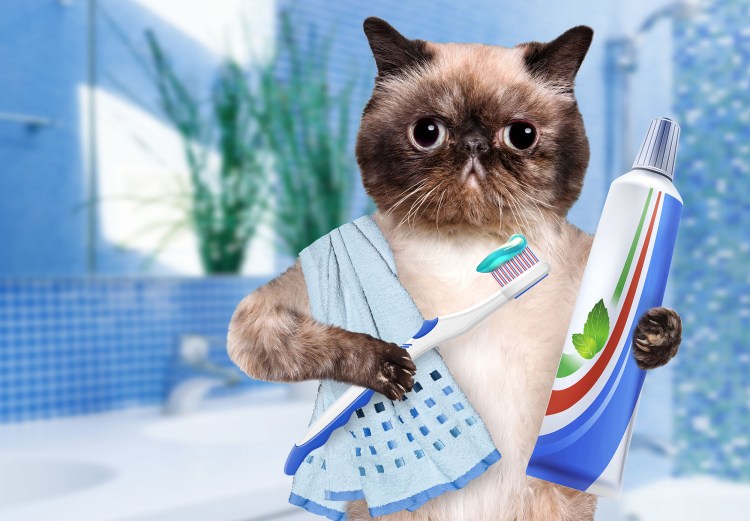 Кот чистит зубы картинки