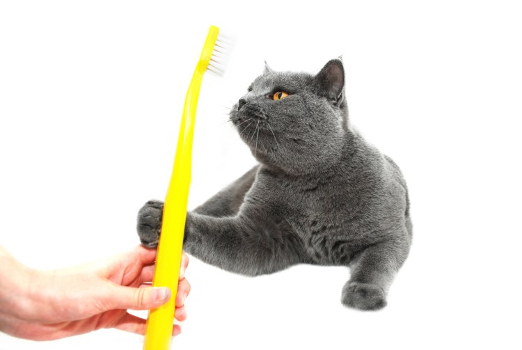 Кот с зубной щеткой