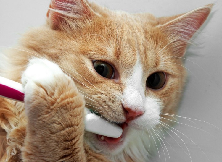 Кот медик на белом фоне