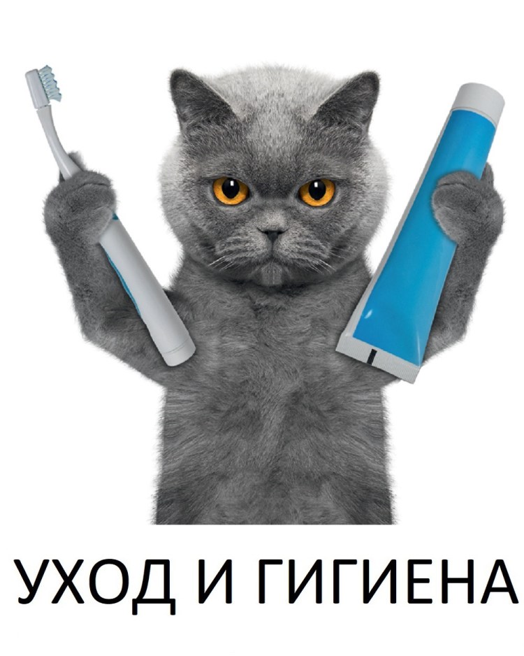 Оскал шакала