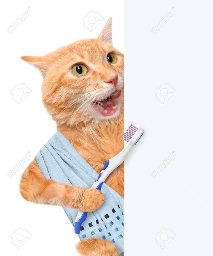 Кот с зубной щеткой