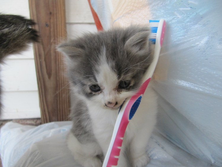 Кошка в фартуке клипарт