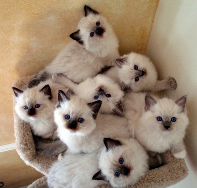 Очень много котят
