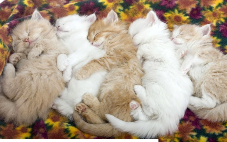 Кучка котят