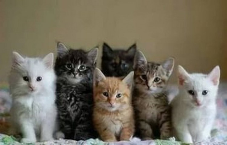 Фотообои котята