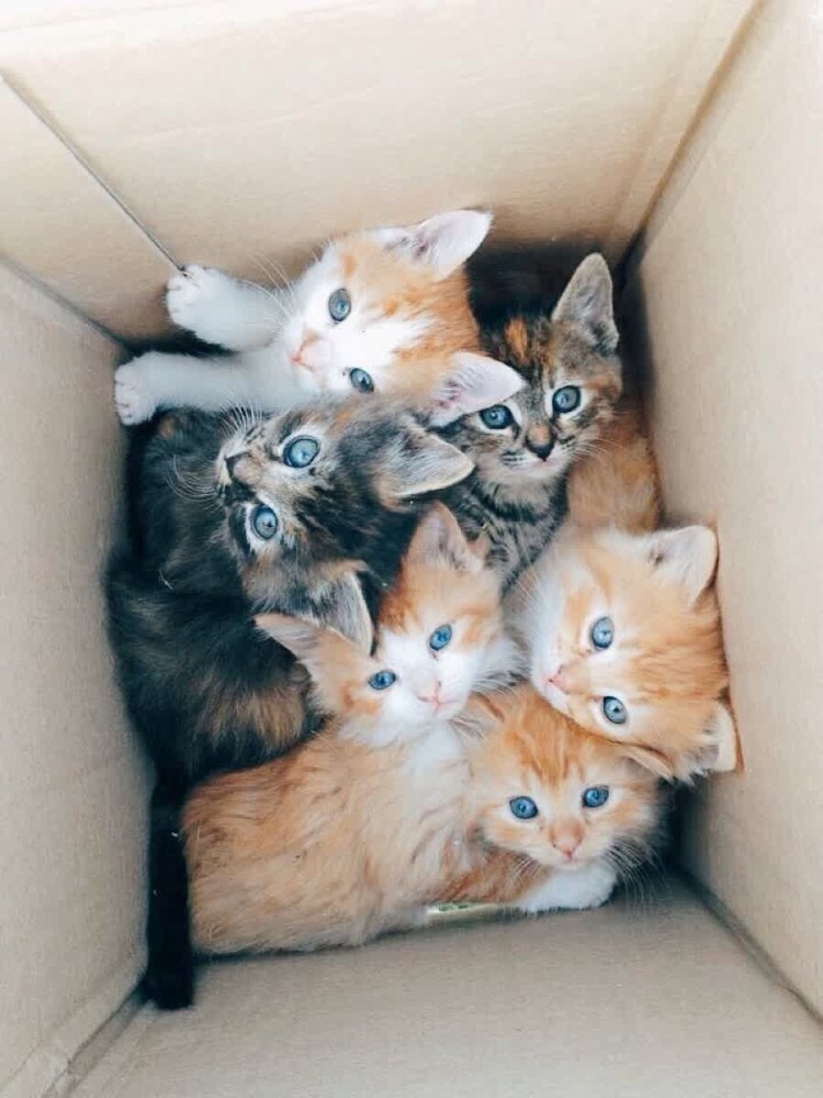 Коллаж кошки