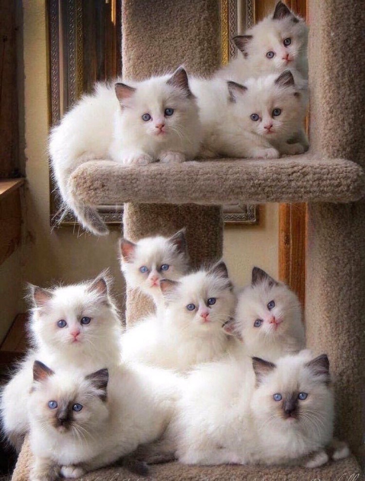 Красивые котятки