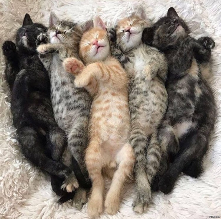 Много котят