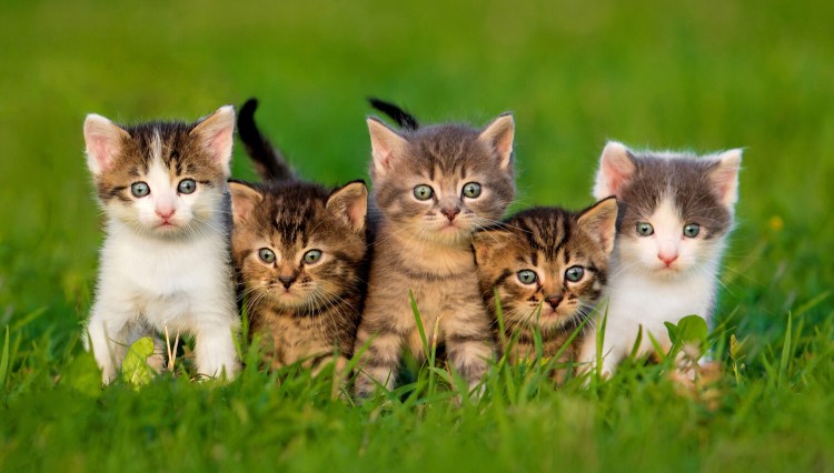 Три маленьких котенка