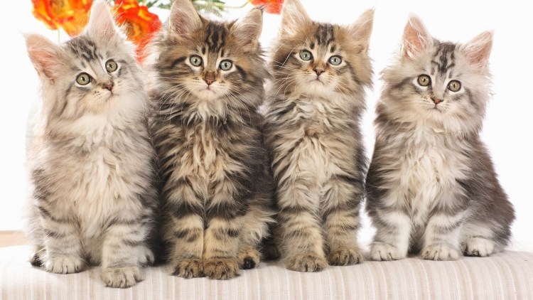 Рэгдолл котята