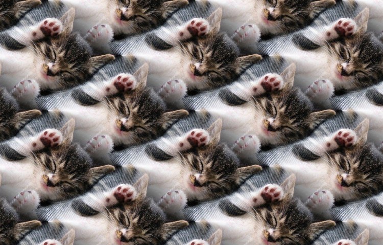 Милые кошечки с цветами