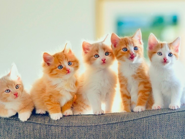 Очень много котиков