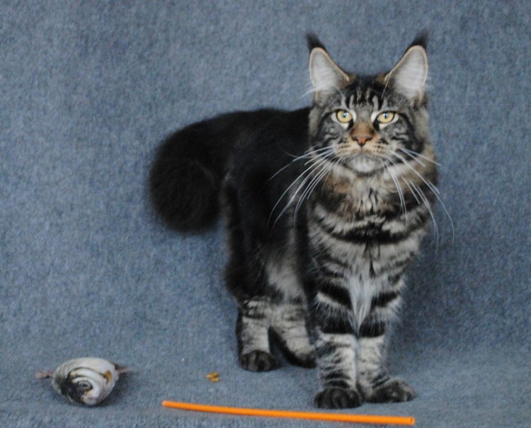 Курдюк у котенка Мейн