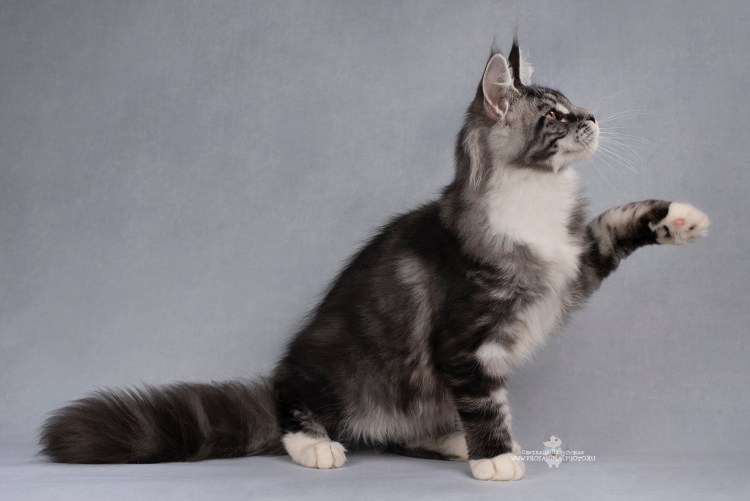 Курильский Мейн кун