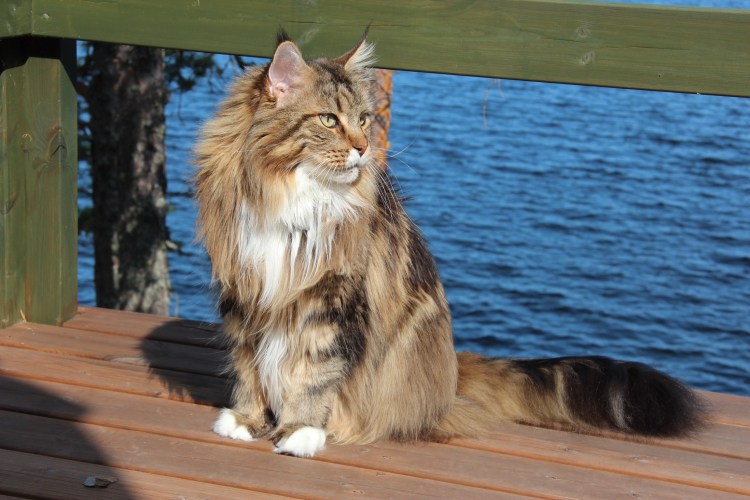 Курдюк у Мейн кунов