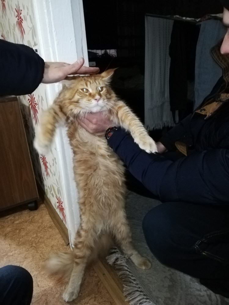 Рысь и Мейн кун