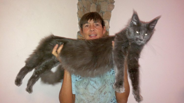 Мейн кун смесь