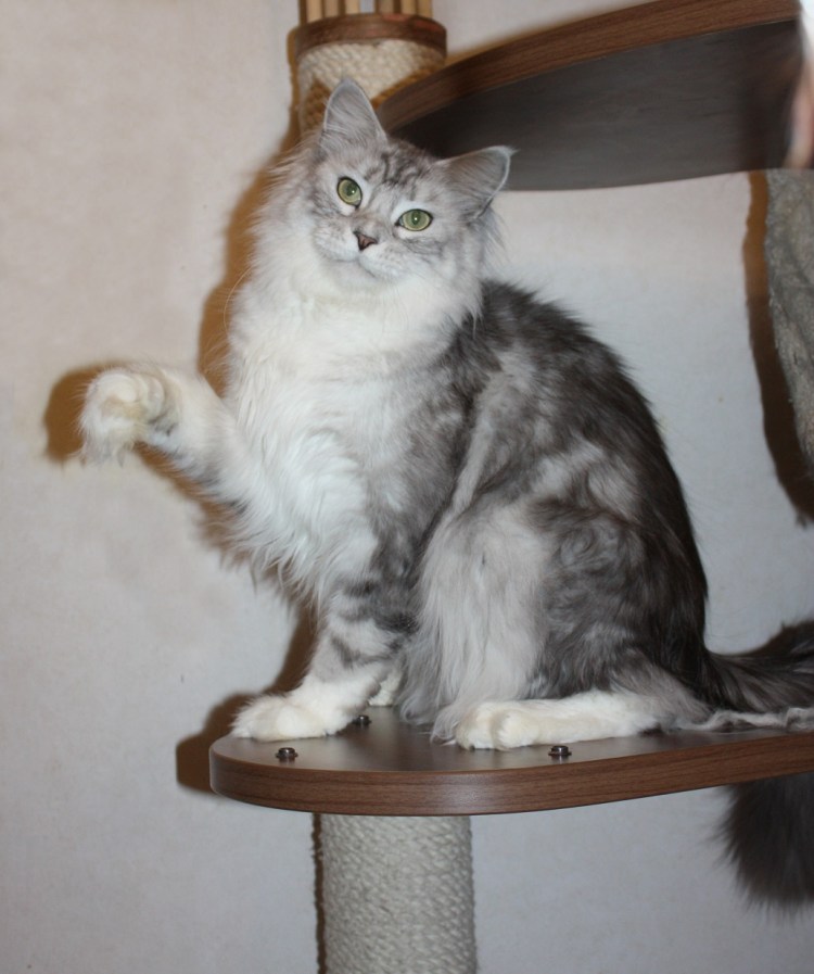 У Мейн куна висит живот